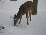 Bird Feeder Thief