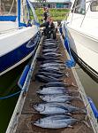 August 2014 021 (591x800) 
Day 1 = 5 guys 27 Albacore