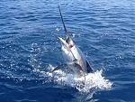 220 Plus Blue Marlin