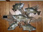 CRJohn's Pride & Joy: 4-18.5" & 1-20" Canadian LOTW Smallmouth Bass all from my secret spot in 2006. The Sept.-Oct. catch of 2021/(Post-"Pandemic...