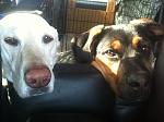 Long Ride from Flippin, Arkansas... Jill and Dexter in the back of the suv