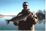 sauger 09 001