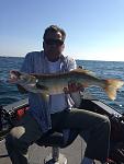 Nice 8lb lake erie walleye