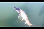 53 inch sturgeon jumping at the boat.  Another Sturgeon from the North Sask river in Sept 2014