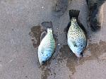 Crappie time