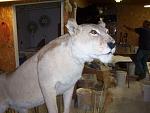 1 of 3 African lions mounted in 2010 by area taxidermist.