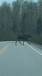 Watch out for da moose, eh.