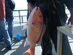 Red Snapper